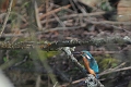 kingfisher, kingfishers, briti-1